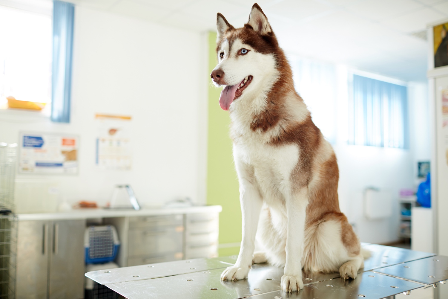 Husky w gabinecie MultiVet Lutynia